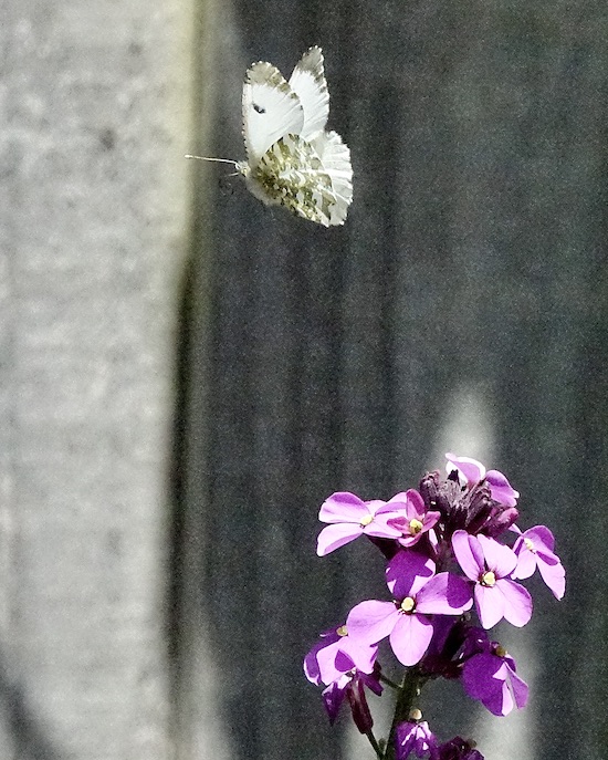 orange tip